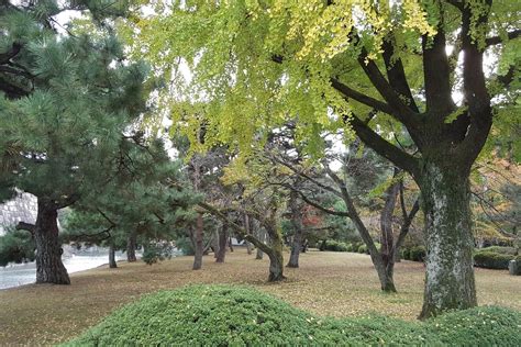 紅竹修剪|別再這樣修剪樹啦！破除常見迷思，正確的樹木修剪法